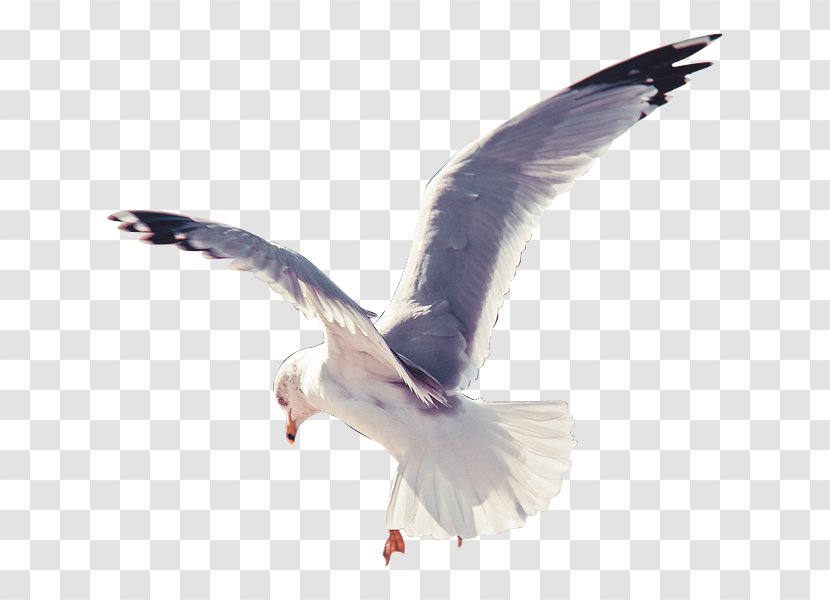 European Herring Gull Bird Domestic Pigeon Transparent PNG