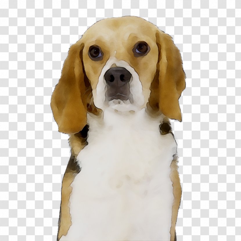 Beagle-Harrier English Foxhound Finnish Hound - Sporting Group - Canidae Transparent PNG