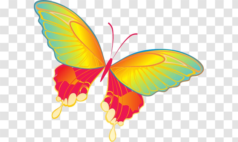 Butterfly Vector Graphics Clip Art Insect Free Content - Drawing - Butterflies Cartoon Clipart Transparent PNG