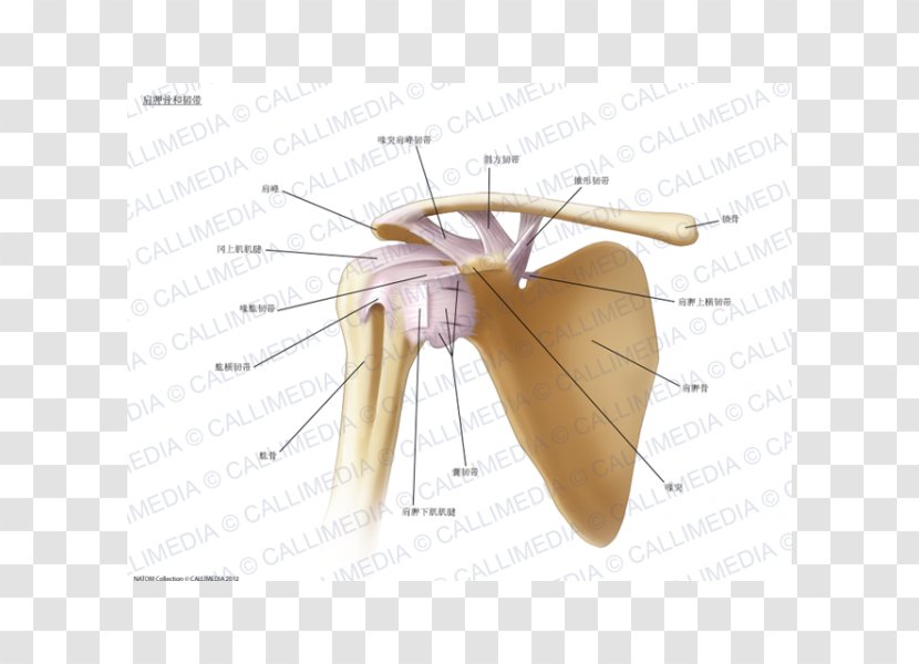 Ligament Shoulder Joint Anatomy Bone - Frame - Arm Transparent PNG