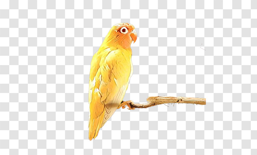 Lovebird Transparent PNG