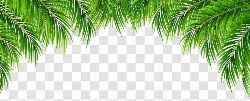 Arecaceae Leaf Clip Art - Information - Palm Leaves Decor Image Transparent PNG