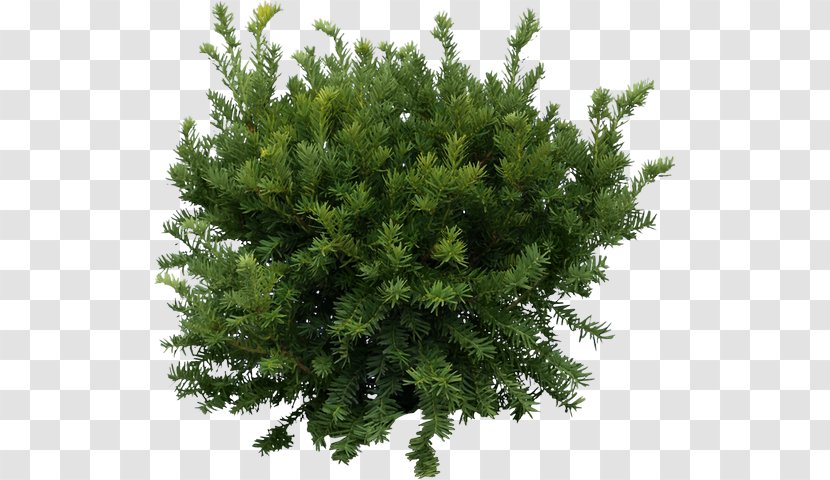 Shrub Tree Clip Art - Spruce Transparent PNG