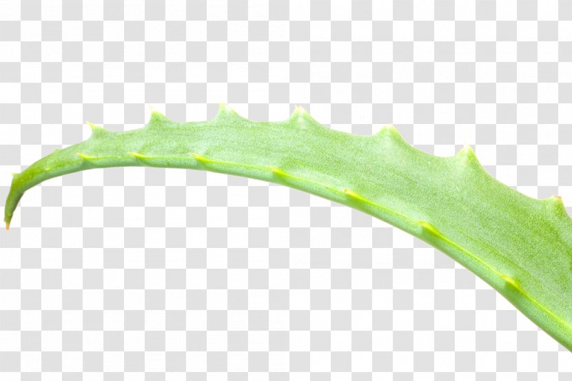 Aloe Vera Arborescens Leaf - Water - Closeup Transparent PNG