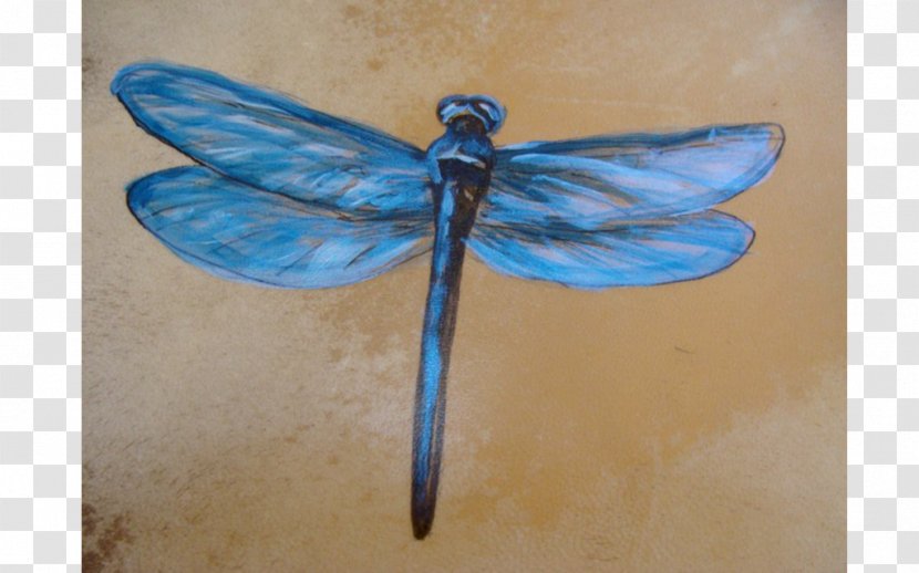 Taos Earth And Spirit Gallery Insect Drum Dragonfly - Wordpress - Hand Painted Transparent PNG