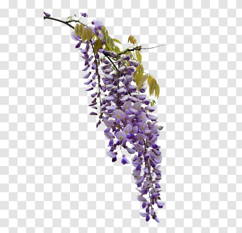 Japanese Wisteria Vine Clip Art Image - Information - Flower Transparent PNG