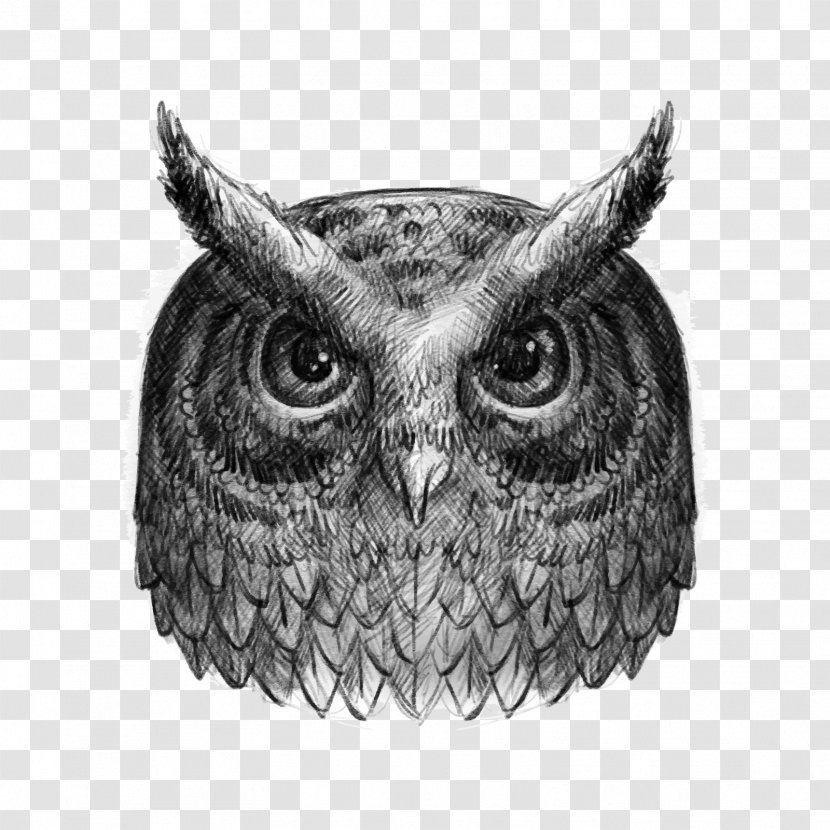 Owl Drawing Black And White - Close Up - Vector Scorpion Animals Transparent PNG