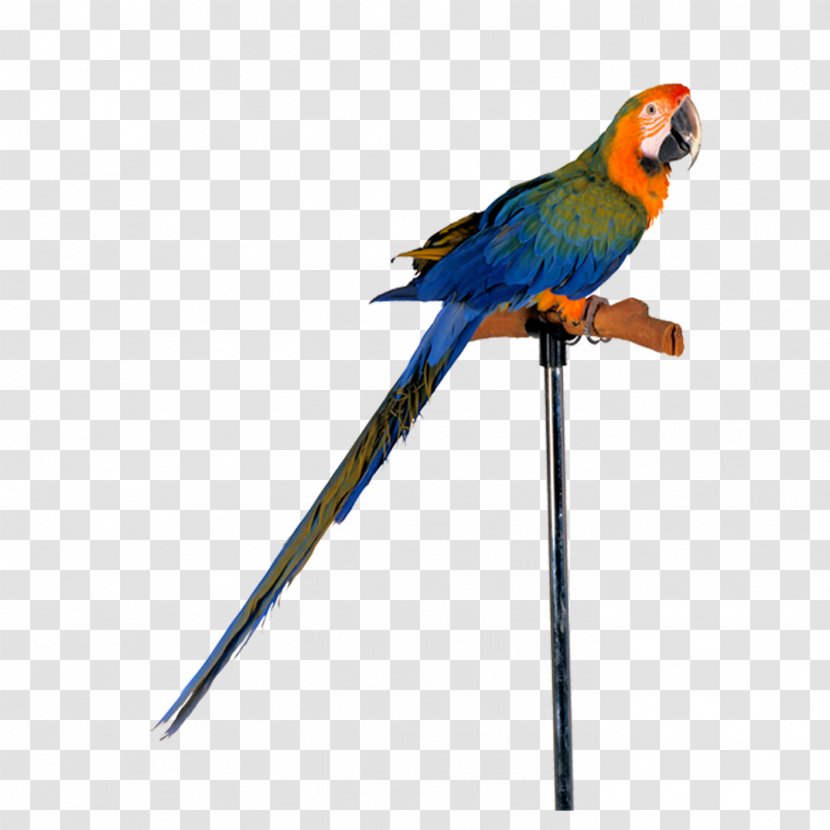 Amazon Parrot Bird Cockatiel Toy - Fauna Transparent PNG