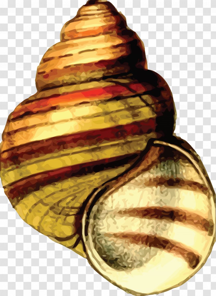 Seashell Snail Clip Art - Molluscs - Nature Sea Animals Conch Transparent PNG