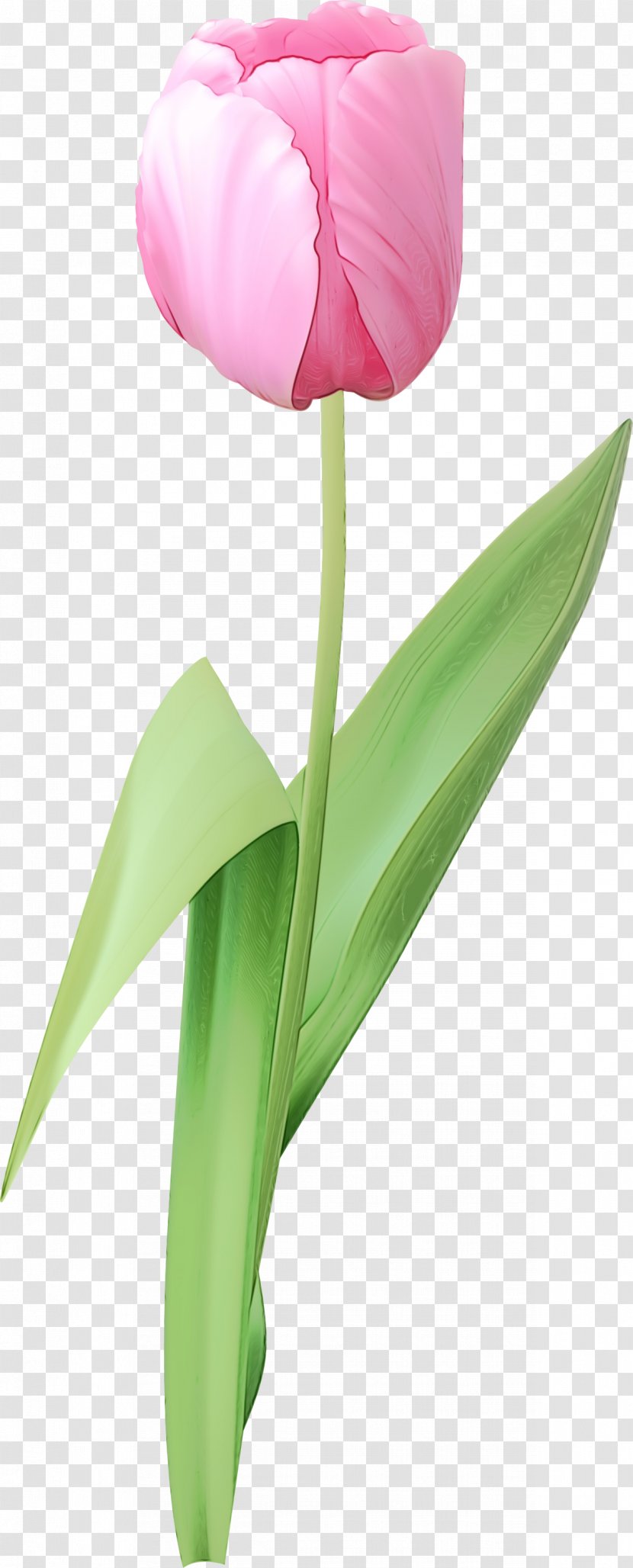 Flower Tulip Plant Petal Leaf - Cut Flowers Stem Transparent PNG