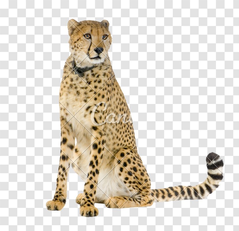 Cheetah Leopard Stock Photography Wildlife - Whiskers Transparent PNG