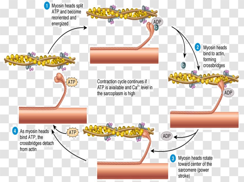 Skeletal Muscle Contraction Sliding Filament Theory Sarcomere - Cramp Transparent PNG