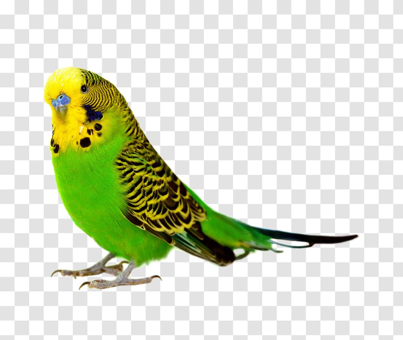 Birdcage Budgerigar Cockatiel Parakeet - Perico - Parrot Transparent PNG