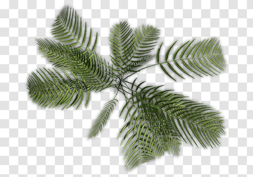 Arecaceae Plant Stem Tree Transparent PNG