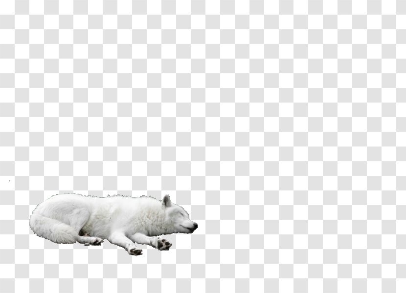 Polar Bear Dog Mammal Carnivora - White - Wolf Transparent PNG