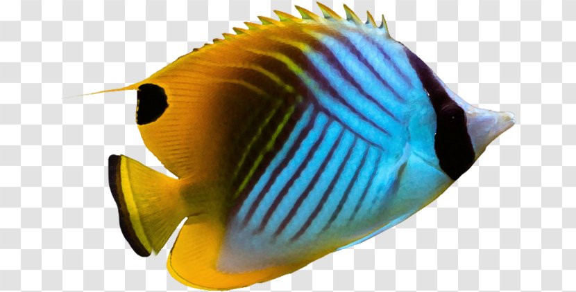 Threadfin Butterflyfish Angelfish Pomacanthidae Aquarium - Seafood - Seabed Fish Transparent PNG