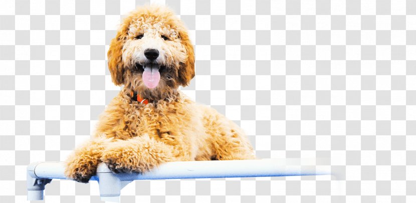 Goldendoodle Cockapoo Petit Basset Griffon Vendéen Standard Poodle Puppy - Snout Transparent PNG