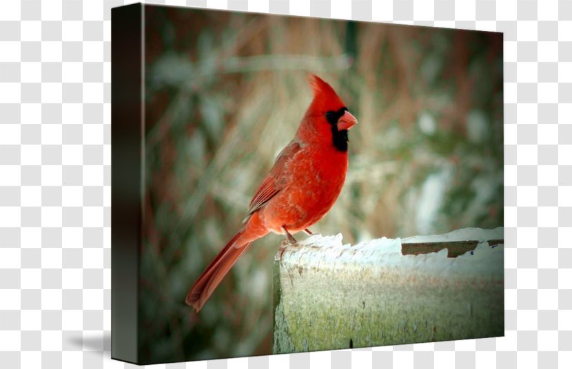 Marietta Street Painting Northern Cardinal Bird - Watercolor Transparent PNG