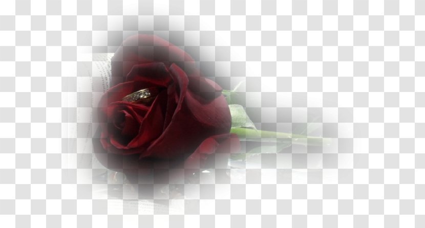 Love Flower Bouquet Petal - Rose Family - Creative Floral Design Transparent PNG