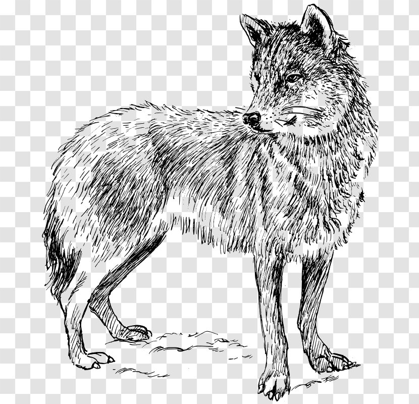 Arctic Wolf Coyote Clip Art - Monochrome Transparent PNG