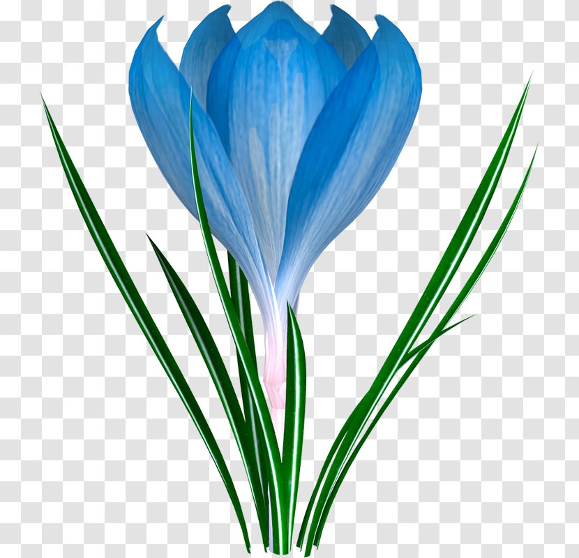 Galanthus Nivalis Flower Child Crocus Pulsatilla Patens - Herbaceous Plant - Blue Transparent PNG
