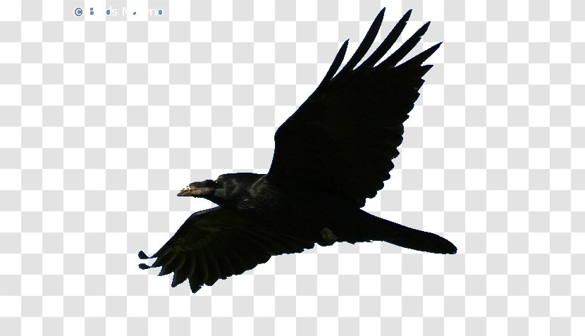American Crow Rook Common Raven Bald Eagle - Beak Transparent PNG