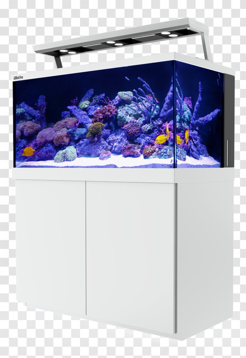 Reef Aquarium Light Coral - Protein Skimmer - Undersea Transparent PNG