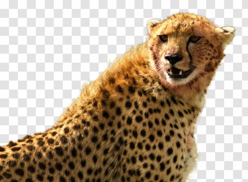 Cheetah Leopard Image Clip Art - Big Cats - Icons Flag France Transparent PNG