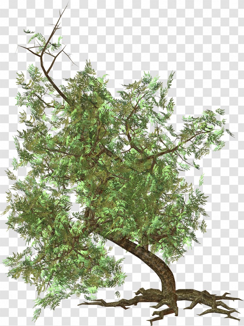 Sageretia Theezans Twig Leaf Shrub Nature - Tree Image Transparent PNG