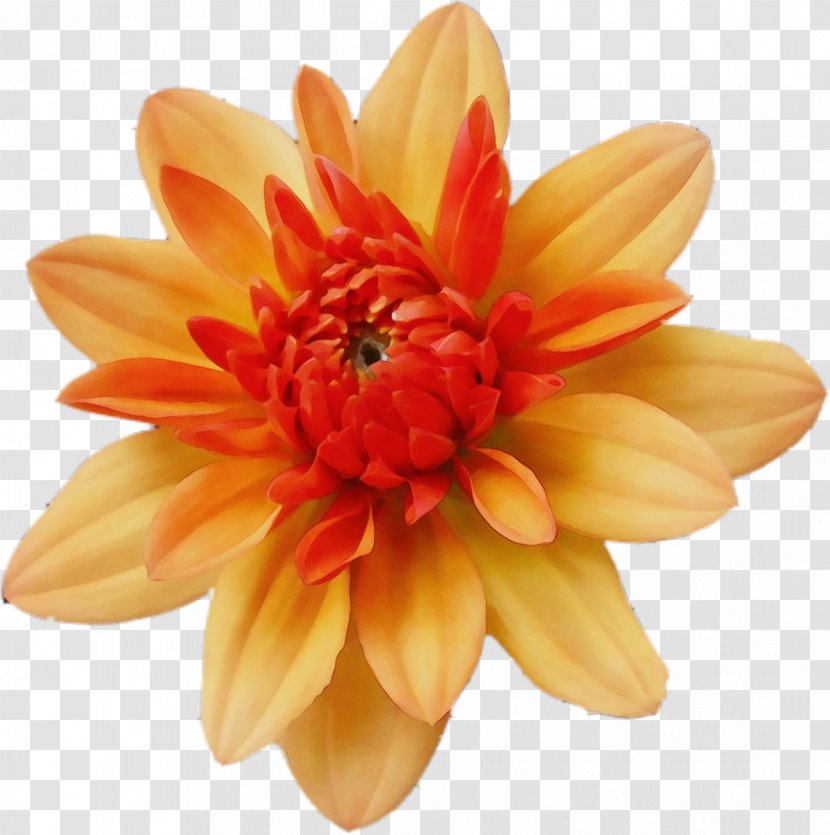 Orange - Gerbera - Peach Transparent PNG