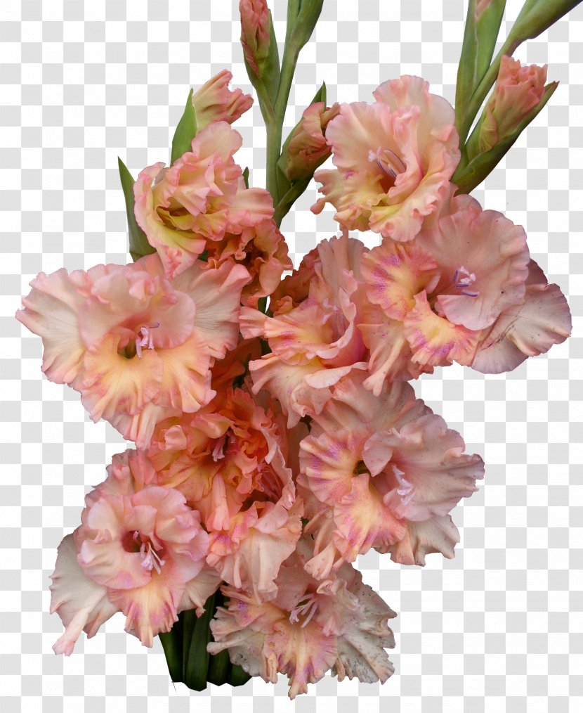 Gladiolus Cut Flowers Flower Bouquet Plant Stem - Moth Orchids Transparent PNG