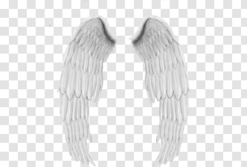 Angel Wings Paper - Jaw - Top Angle Transparent PNG
