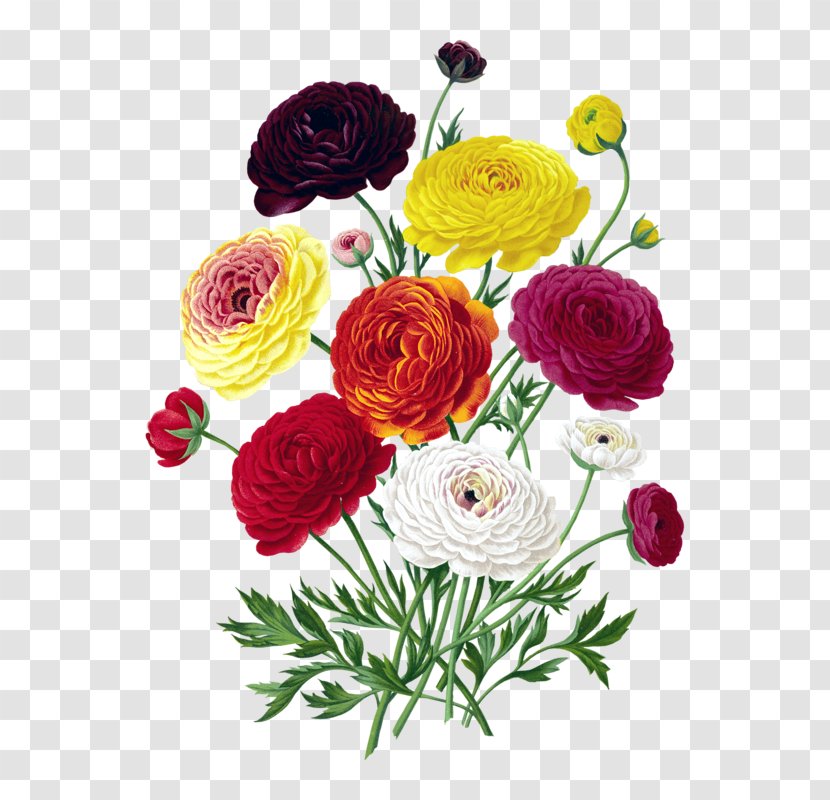 Flower Bouquet Wedding Persian Buttercup Clip Art - Garden Roses Transparent PNG