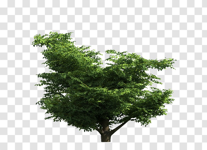 Tree Branch Digital Image - Plant Transparent PNG