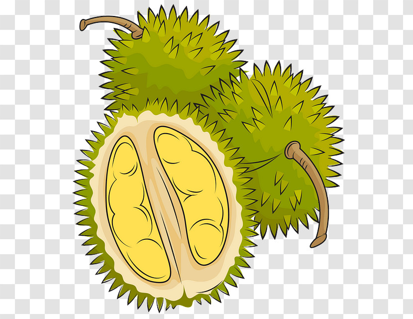 Durian Fruit Plant Food Artocarpus Transparent PNG