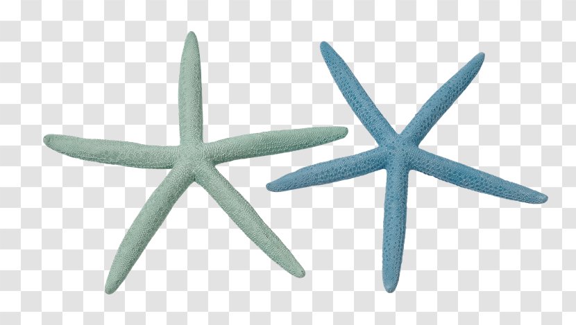 Starfish Marine Invertebrates Echinoderm Crinoid - Animal - Char Siu Transparent PNG