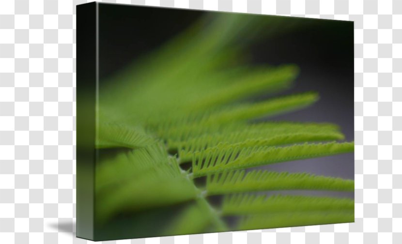 Leaf Close-up - Plant Transparent PNG