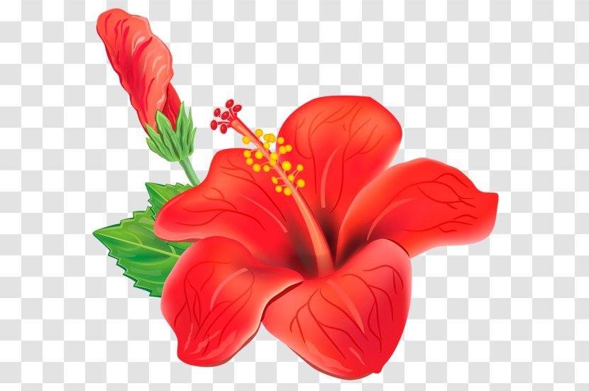 Shoeblackplant Drawing Clip Art - Cut Flowers - Hibiscus Transparent PNG