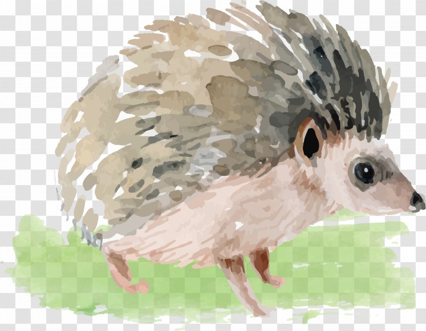 Domesticated Hedgehog Watercolor Painting - Animal - Little Transparent PNG