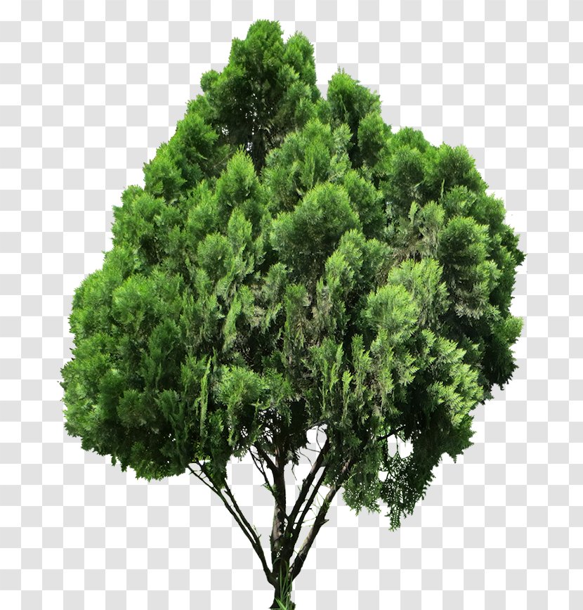 Conifers Tree Oriental Arbor-vitae - 20 Transparent PNG