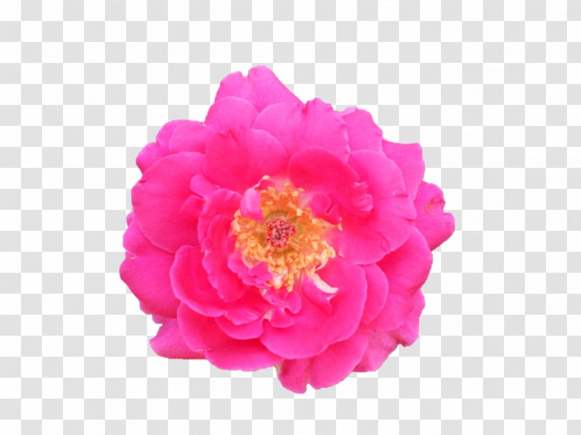 Garden Roses Dakshineswar Jayrambati Centifolia Cut Flowers - Pink - Ramakrishna Transparent PNG