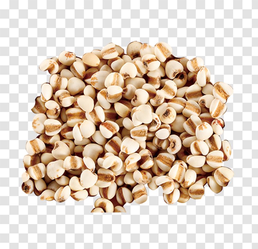 Adlay Barley Seed - Cereal Transparent PNG