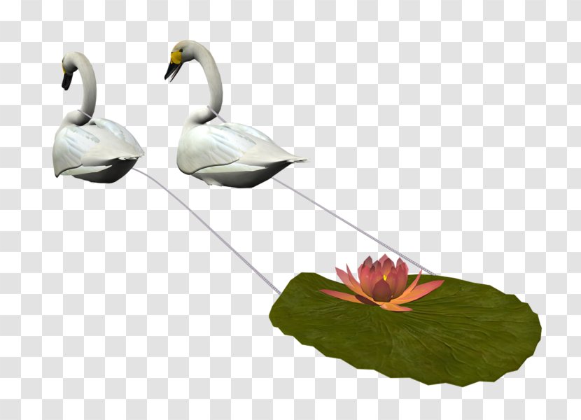 Bird Tundra Swan Duck Clip Art Transparent PNG