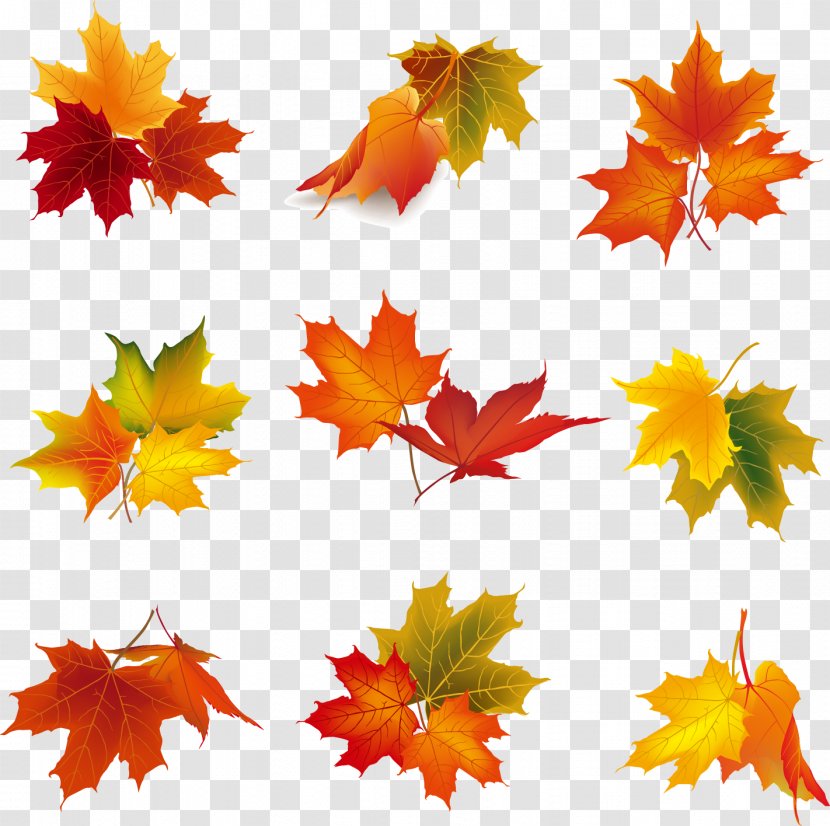 Autumn Leaf Color Clip Art - Berry - Leaves Vector Elements Transparent PNG