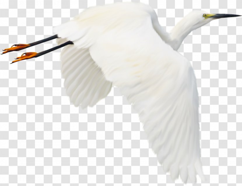 Bird Clip Art - Crane Like Transparent PNG