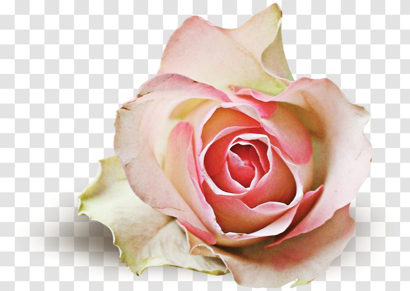 Garden Roses Centifolia If(we) Floristry Cut Flowers - Rose Order - Floribunda Transparent PNG