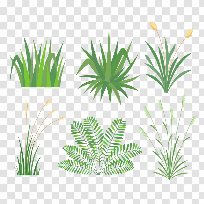 Vector Graphics Image Design - Plant Stem - Botanical Transparent PNG