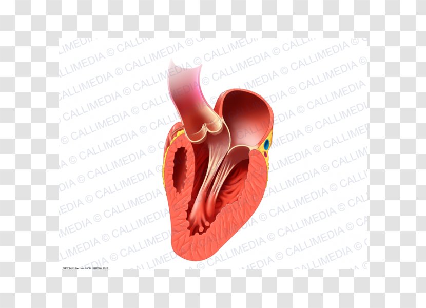 Heart Valve Human Anatomy And Physiology 2 Circulatory System - Watercolor Transparent PNG
