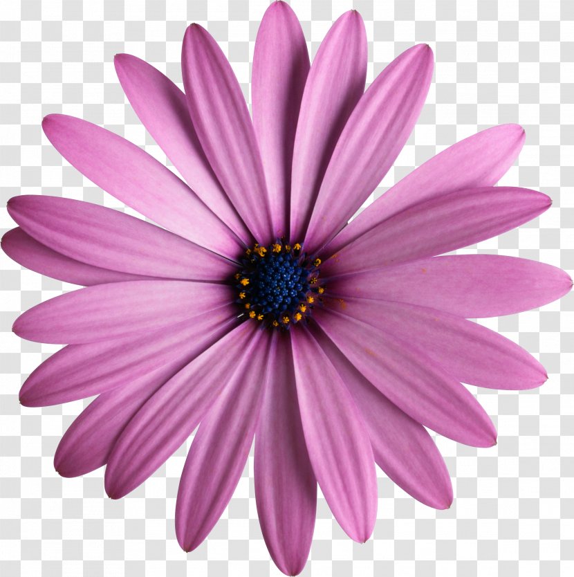 Flower Daisybush Photography Clip Art - Stock - Purple Transparent PNG