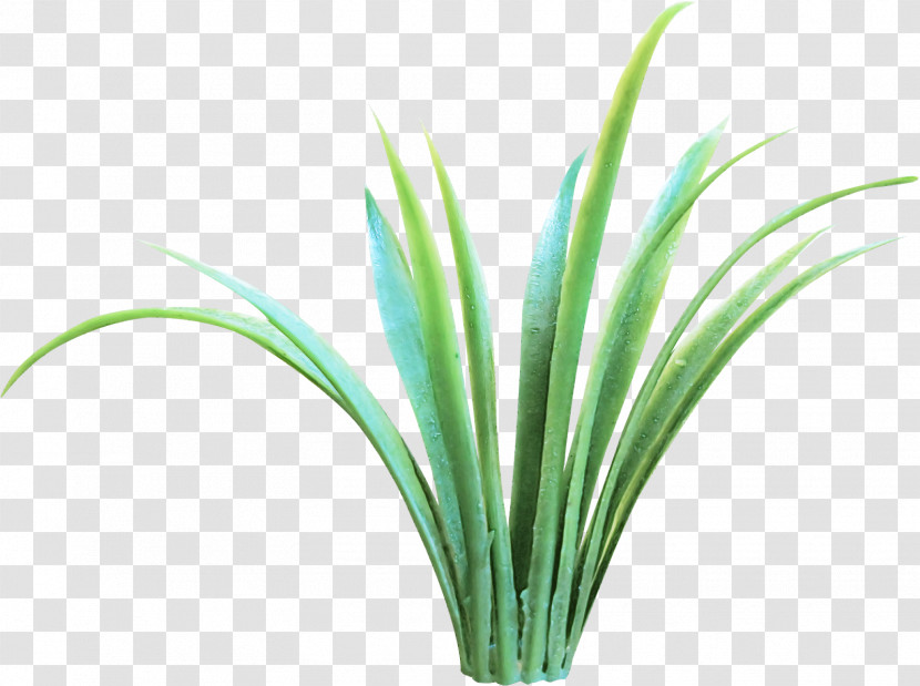 Grass Green Plant Leaf Chives Transparent PNG